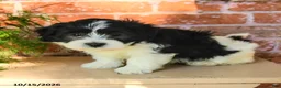 Havanese dogs for sale: Luka - Ad 2