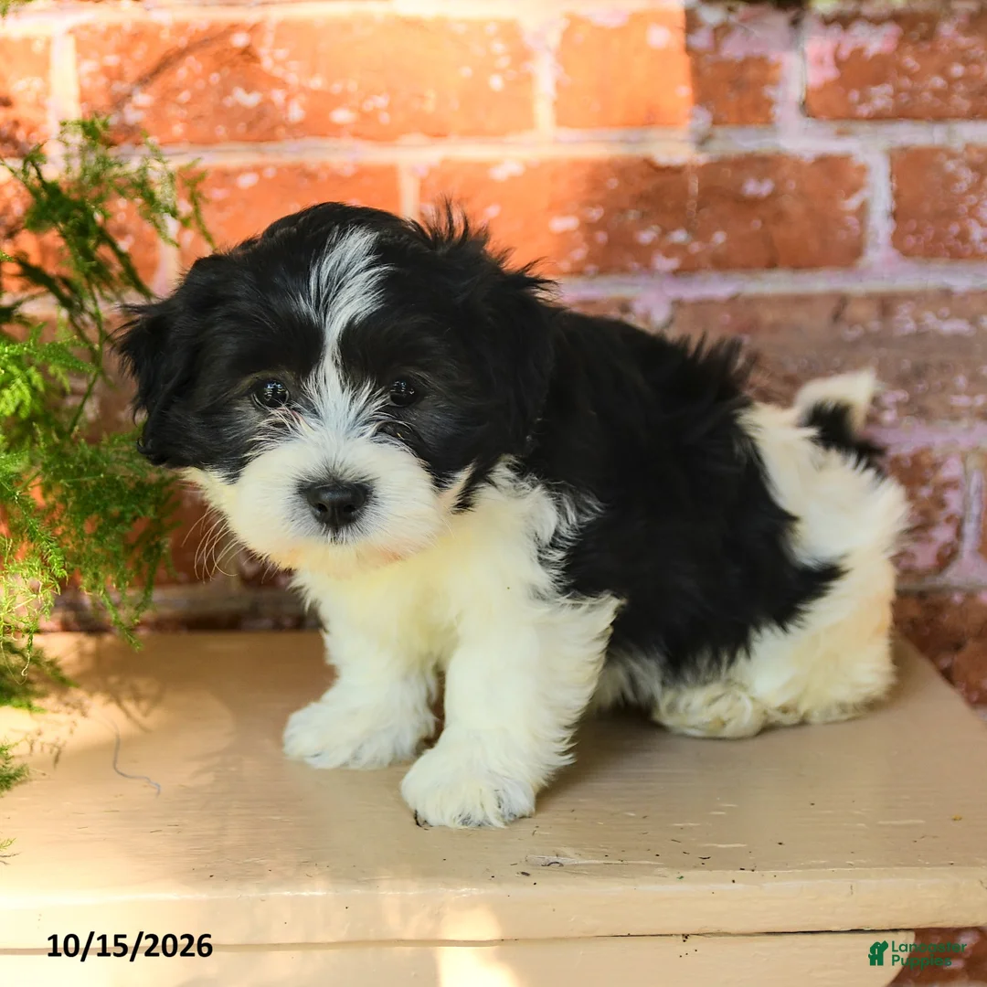 Havanese dogs for sale: Luka - Ad 2
