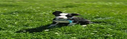 Border Collie dogs for sale: Kaida - Ad 11