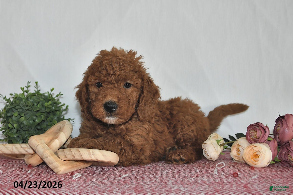 Goldendoodle dogs Milo - Ad 2
