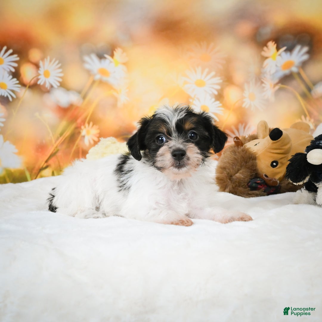 Yorkiepoo dogs for sale: Oakley - Ad 6