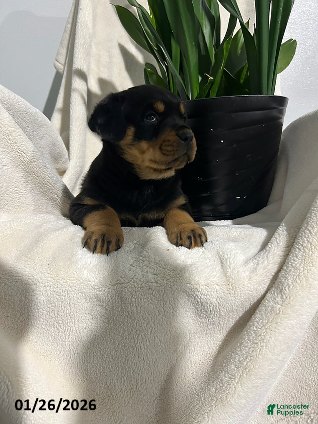 Rottweiler dogs for sale: Lucy - Ad 8