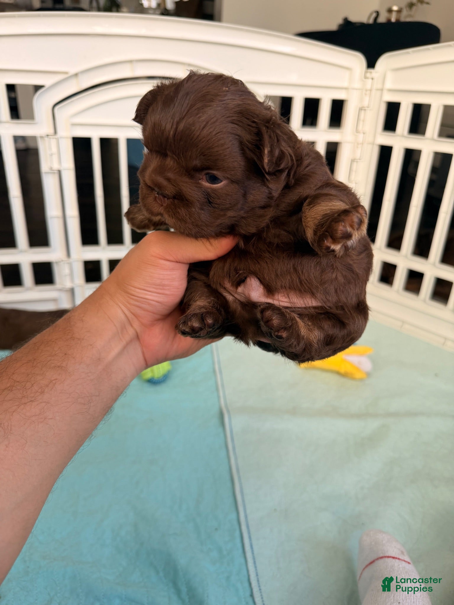 French Bulldog dogs Skittles - Ad 2