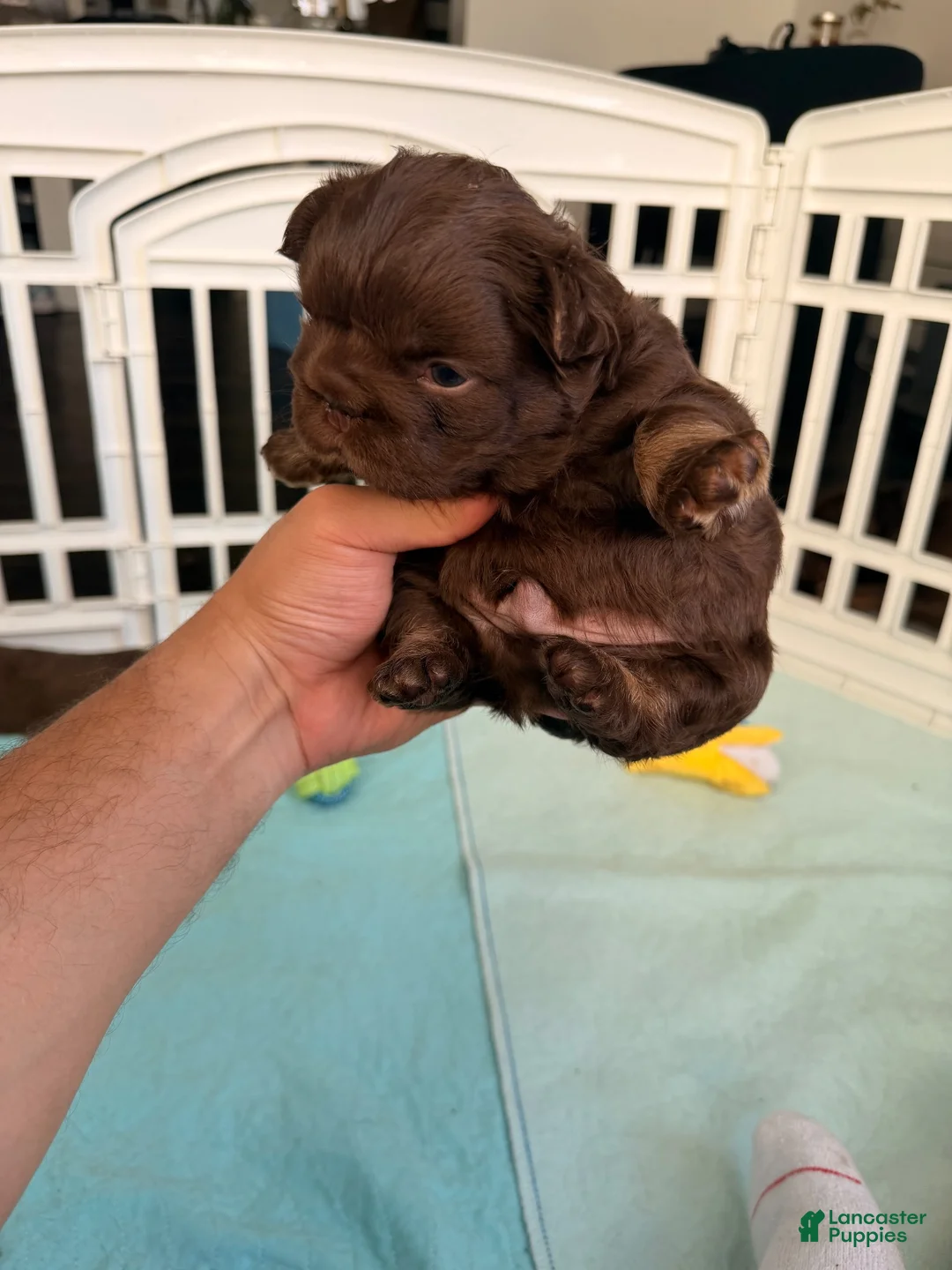 French Bulldog dogs for sale: Skittles - Ad 2