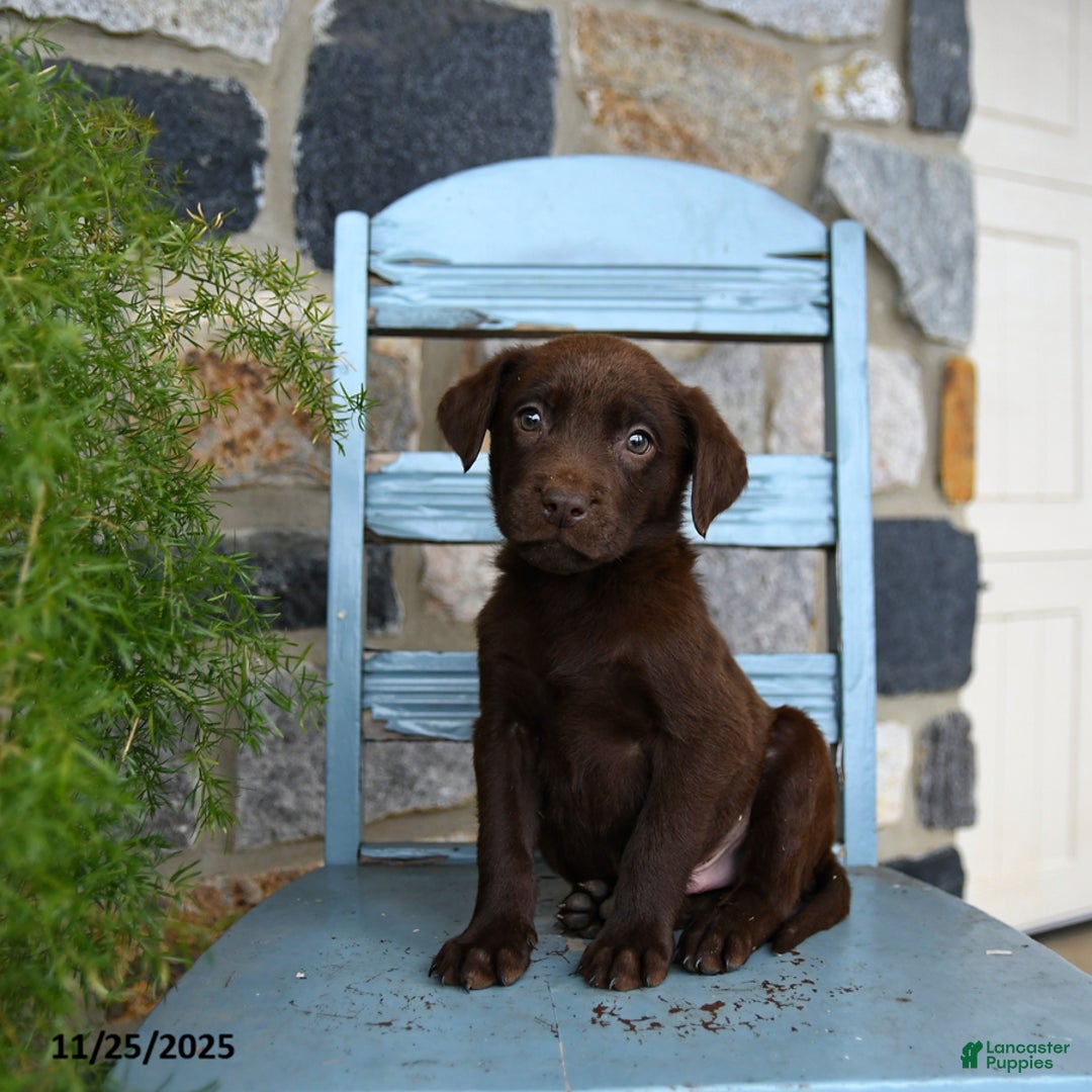 Labrador Retriever dogs for sale: Chip - Ad 5