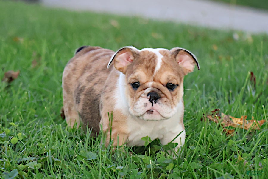 English Bulldog dogs Alexis - Ad 1