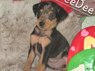 Miniature Pinscher dogs DeeDee black tan merle - Ad 4