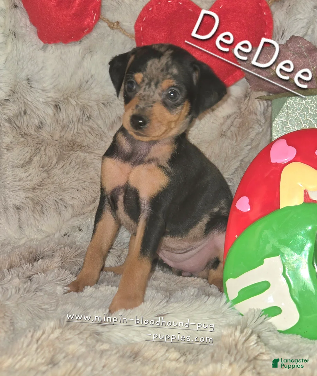 Miniature Pinscher dogs for sale: DeeDee black tan merle  - Ad 1