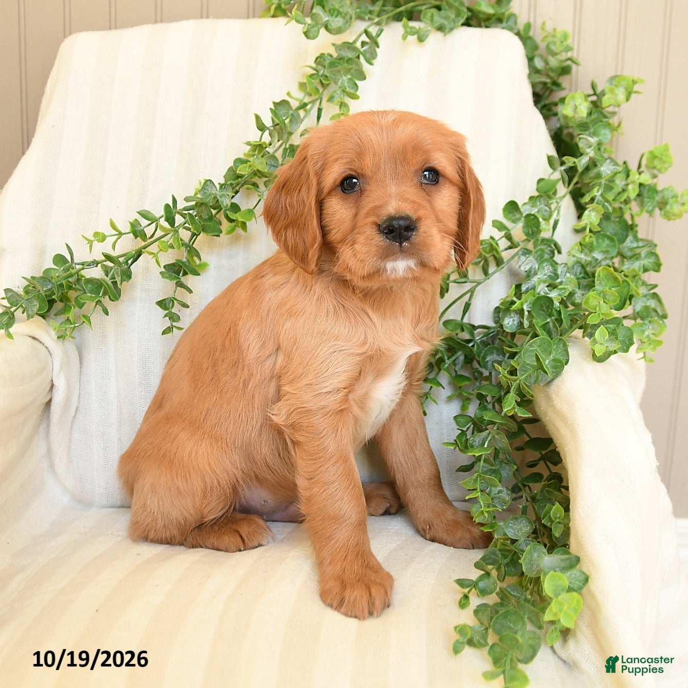 Miniature Golden Retriever dogs for sale: Mark - Ad 2