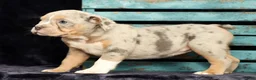 Beabull dogs for sale: Callie - Ad 8