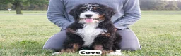Bernedoodle dogs for sale: Cove - Ad 6