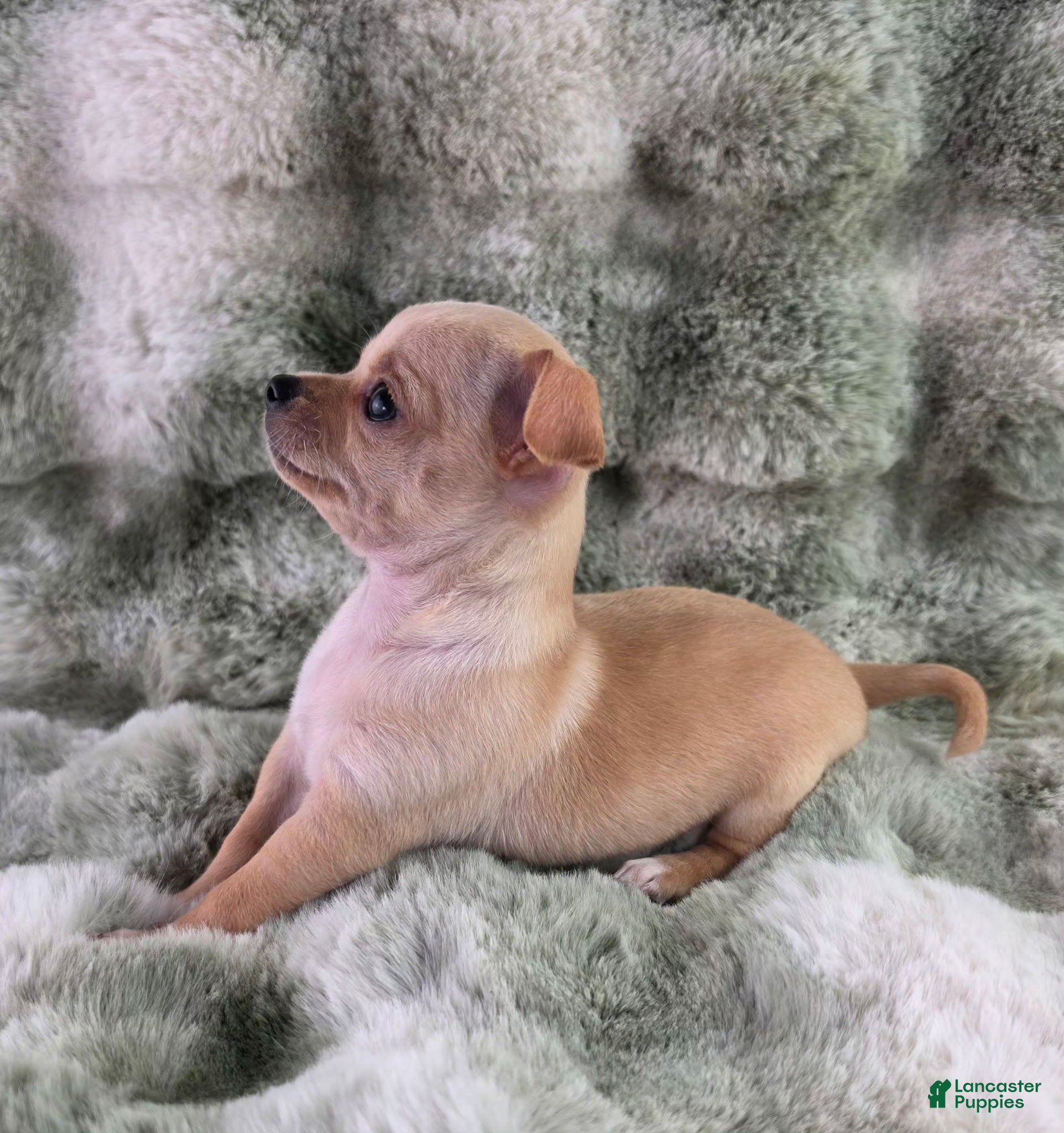 Chihuahua dogs AKC Ralph - Ad 2