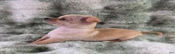 Chihuahua dogs for sale: AKC Ralph - Ad 2