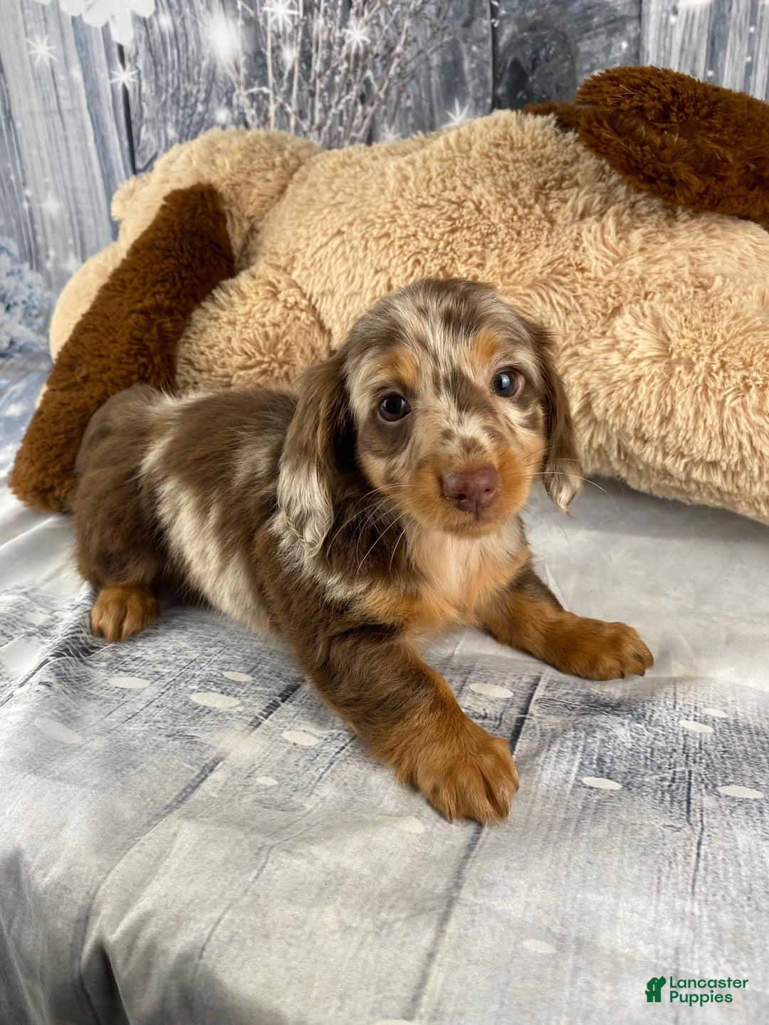 Miniature Dachshund dogs for sale: Raven - Ad 3