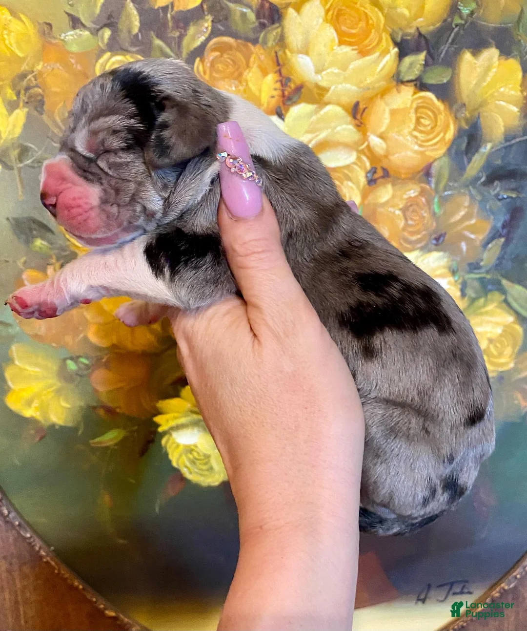 Great Dane dogs for sale: Obisidian Wildfire Cinder - Ad 1