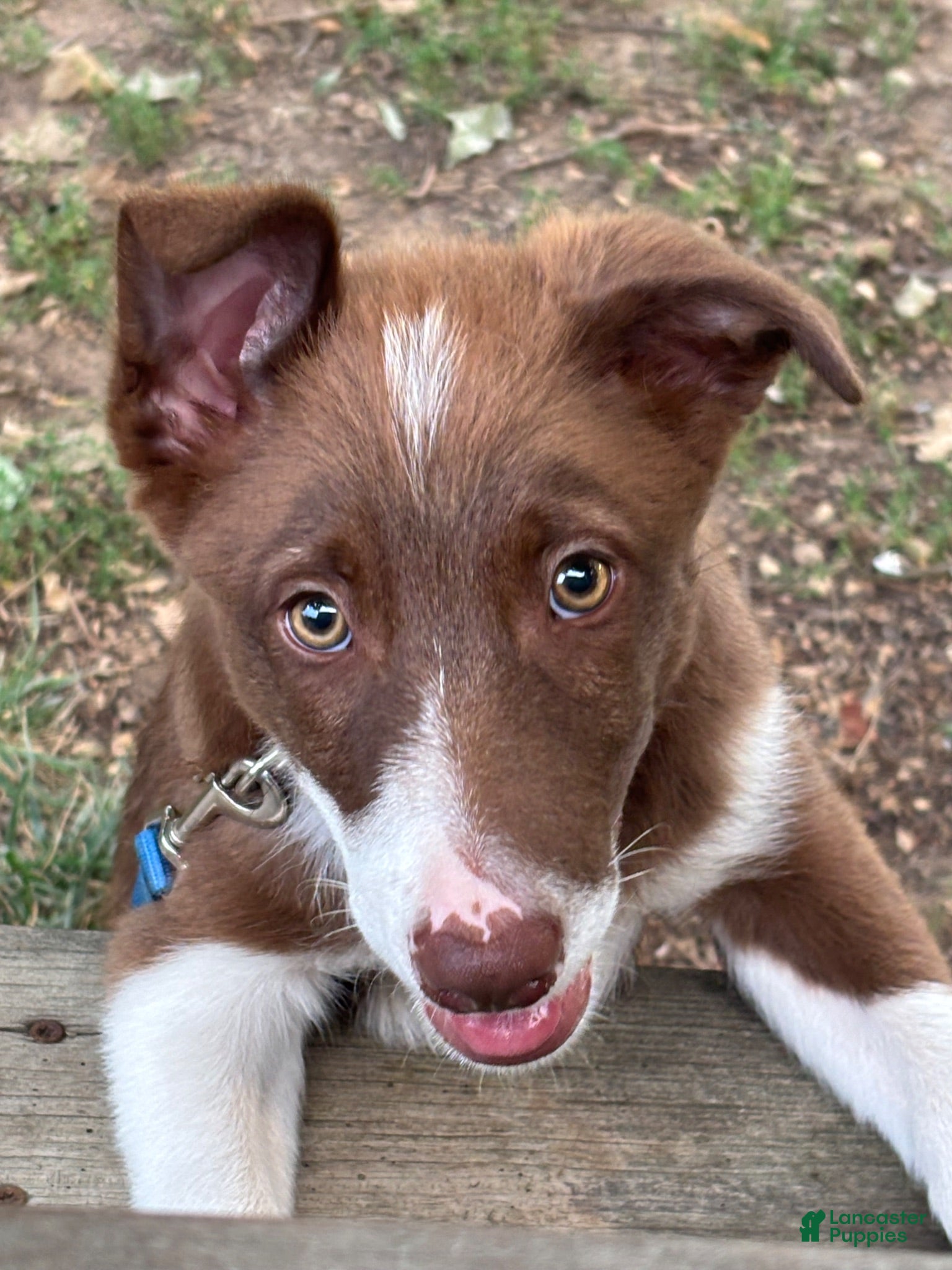 Border Collie dogs for sale: Boy 1 - Ad 1