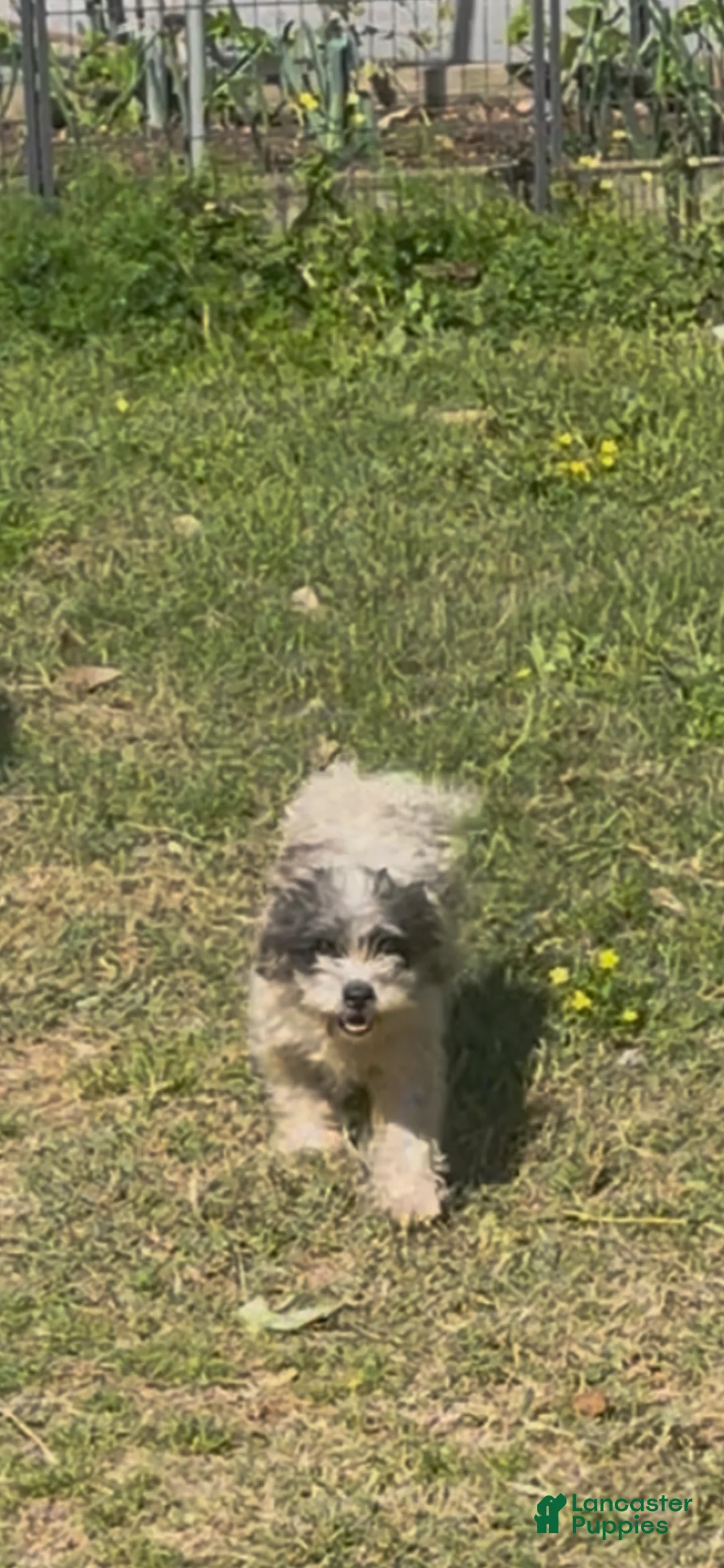 Shihpoo dogs for sale: Shihpoo Puppy 1 - Ad 1
