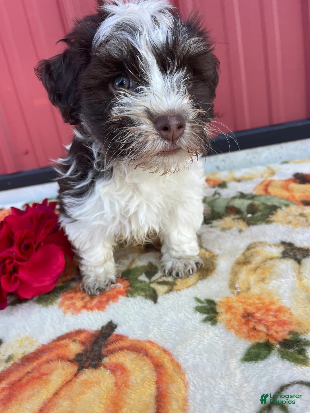 Havanese dogs for sale: Toby - Ad 2