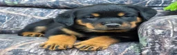 Rottweiler dogs for sale: Owen - Ad 5