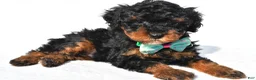 Toy Poodle dogs for sale: Preston - Ad 1