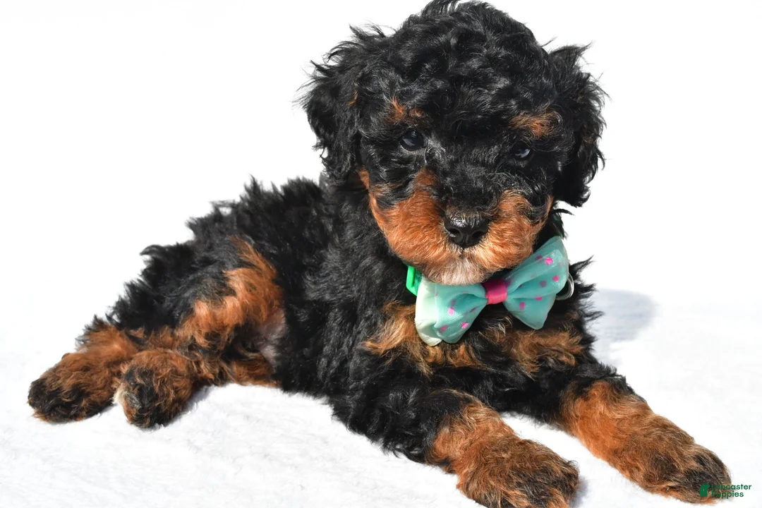 Toy Poodle dogs for sale: Preston - Ad 1