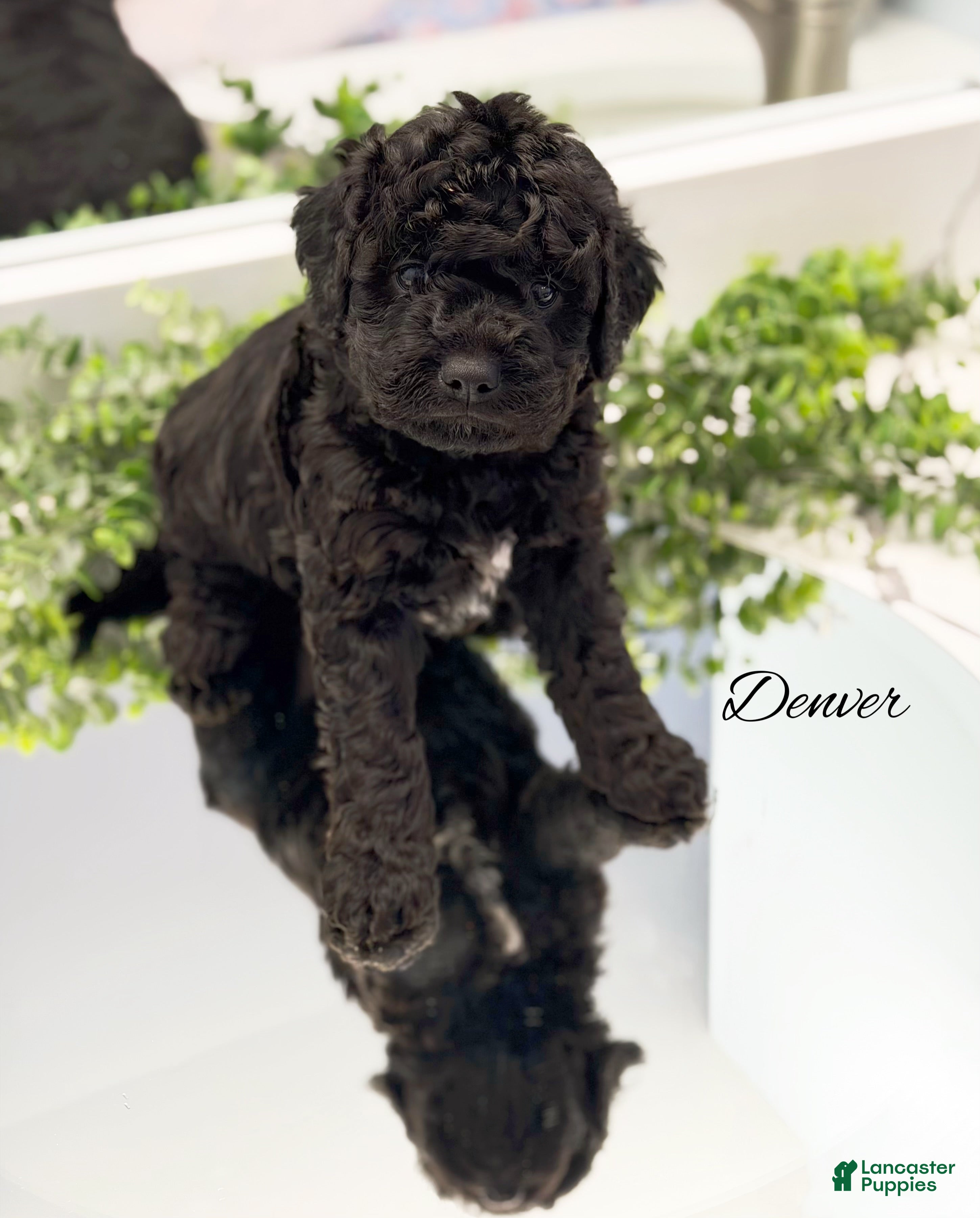 Mini Goldendoodle dogs Denver - Ad 2