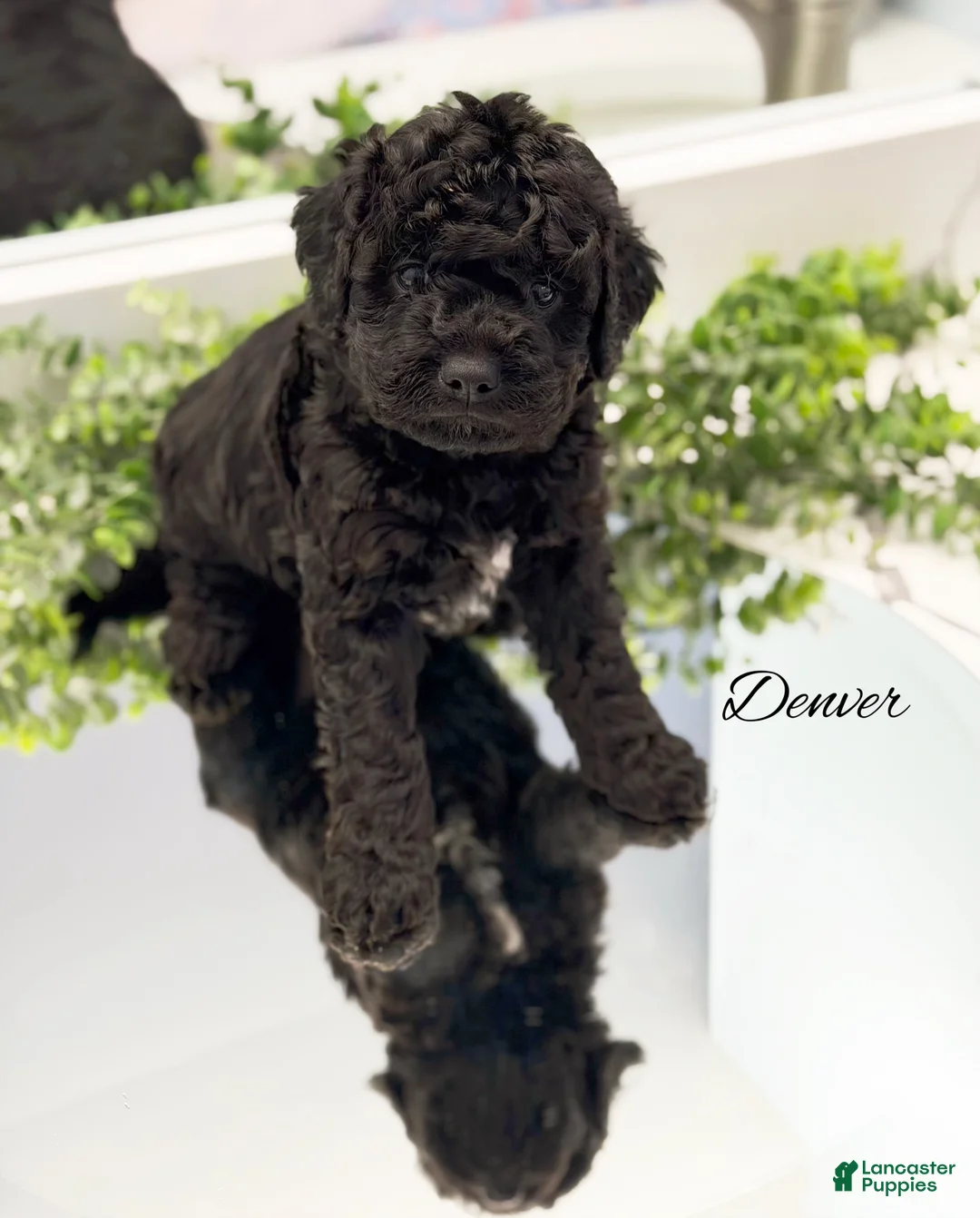 Mini Goldendoodle dogs for sale: Denver - Ad 2