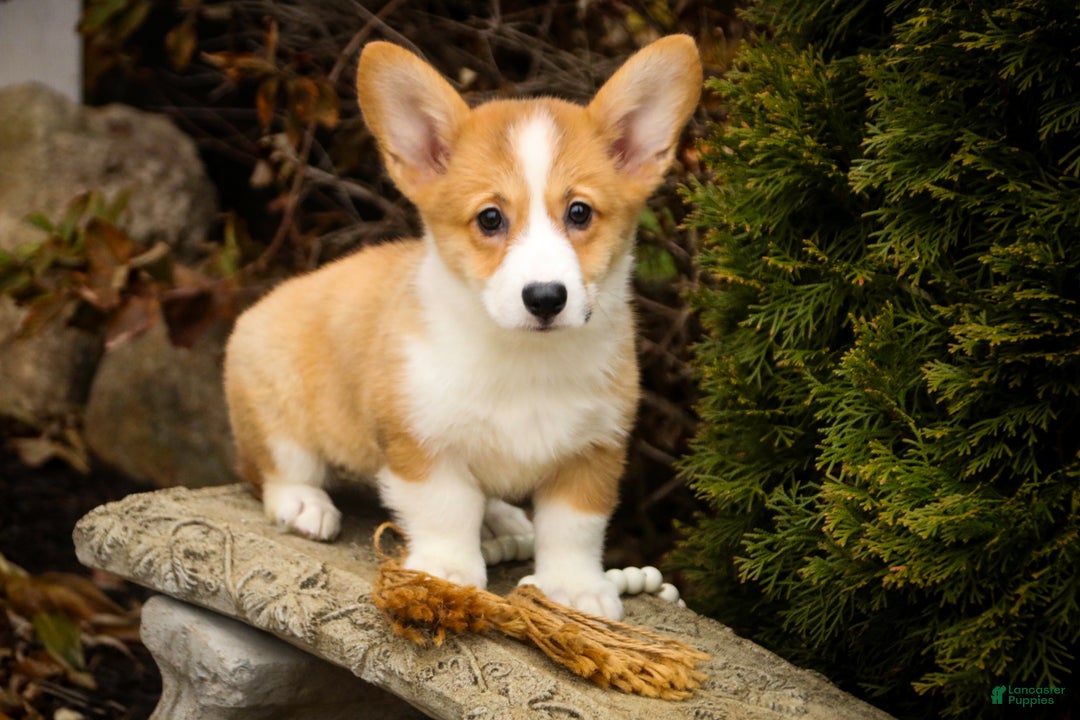 Welsh Corgi Pembroke dogs for sale: Sadie - Ad 2