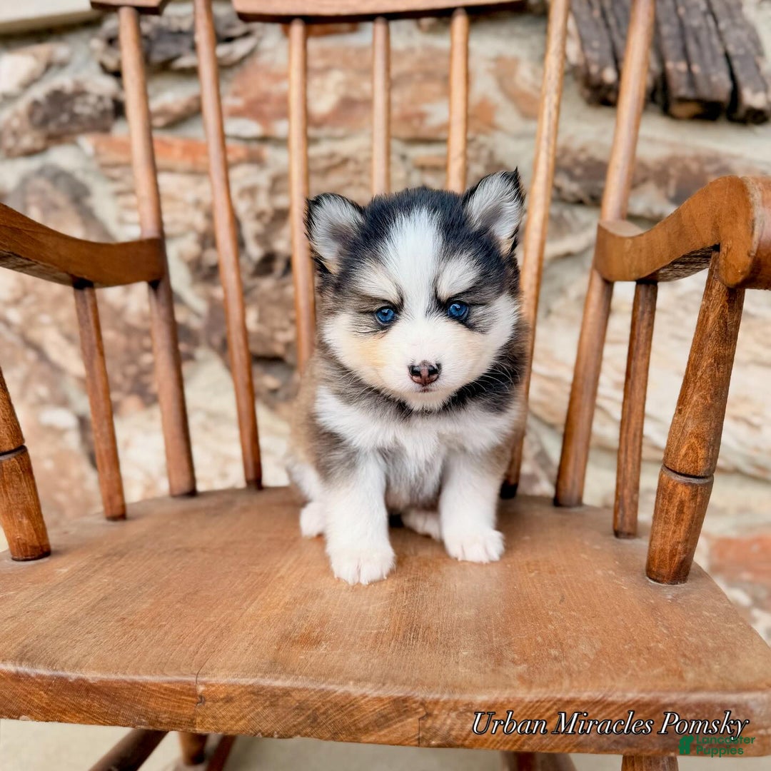 Pomsky dogs for sale: Cleo - Ad 2
