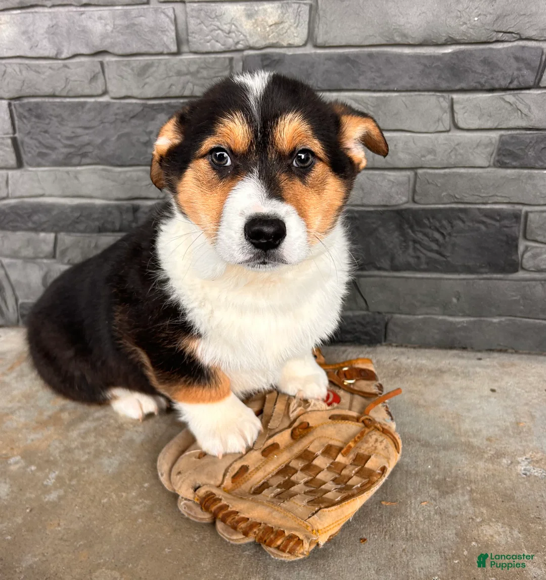 Welsh Corgi Pembroke dogs for sale: Cleo - Ad 1