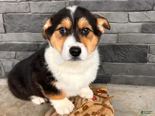 Welsh Corgi Pembroke dogs Cleo - Ad 33