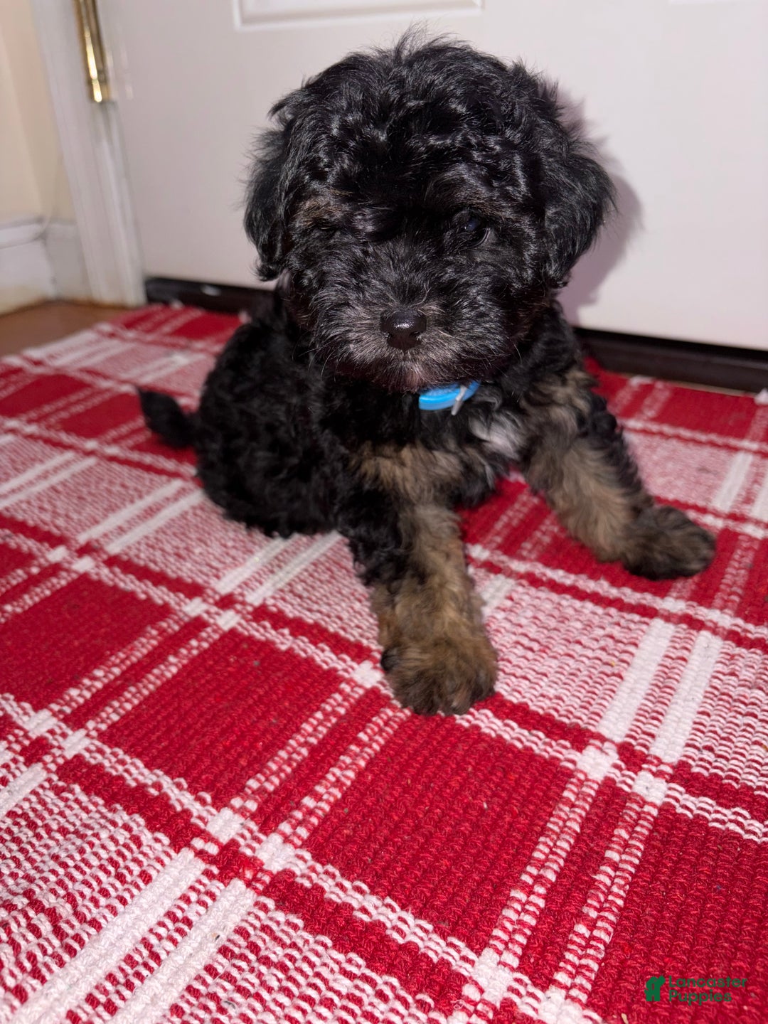 Maltipoo dogs for sale: Maltipoo Puppy 1 - Ad 2