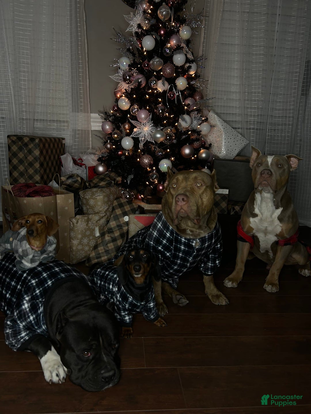 Gallery Image {{count}}