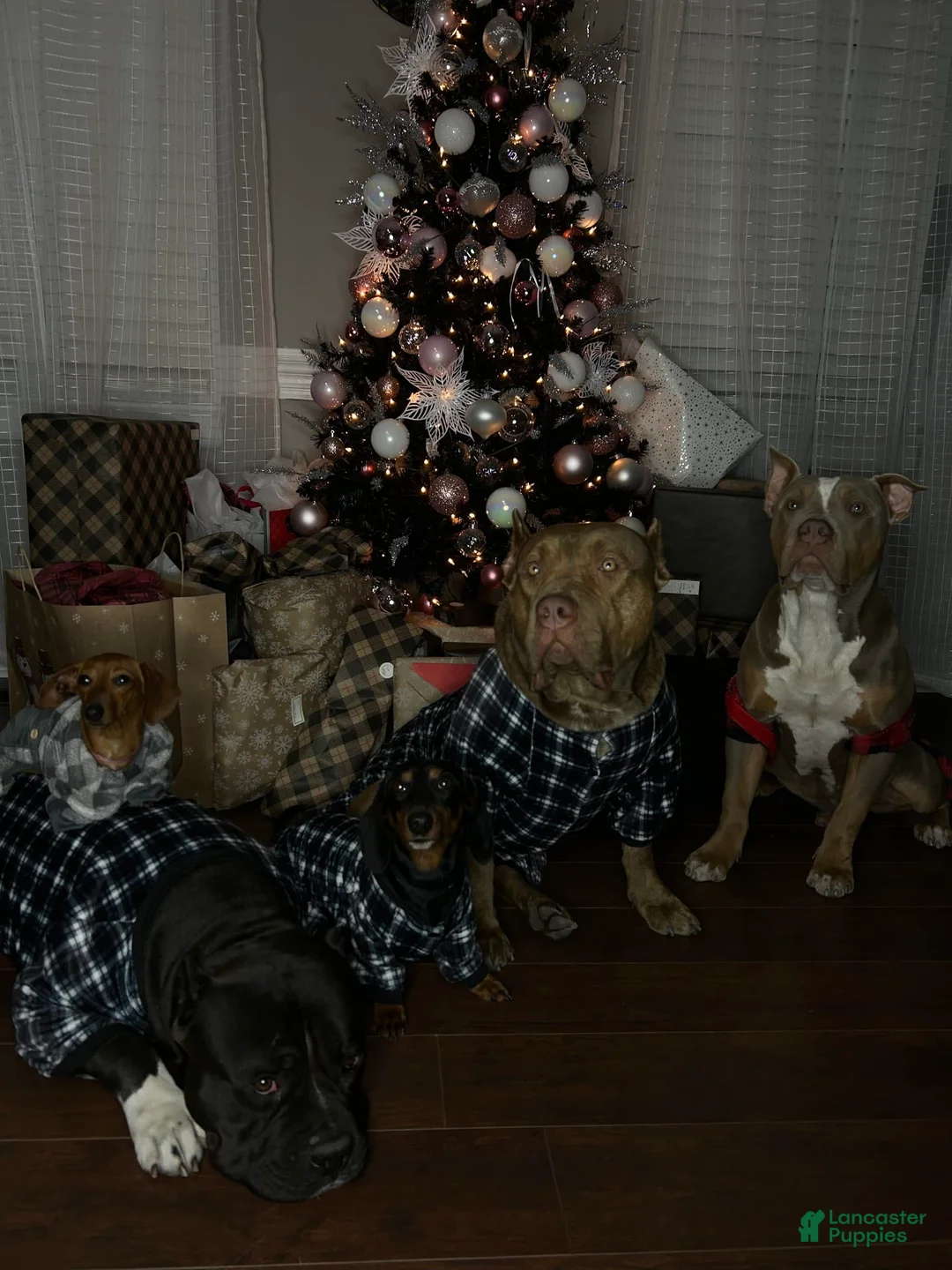 Gallery Image {{count}}