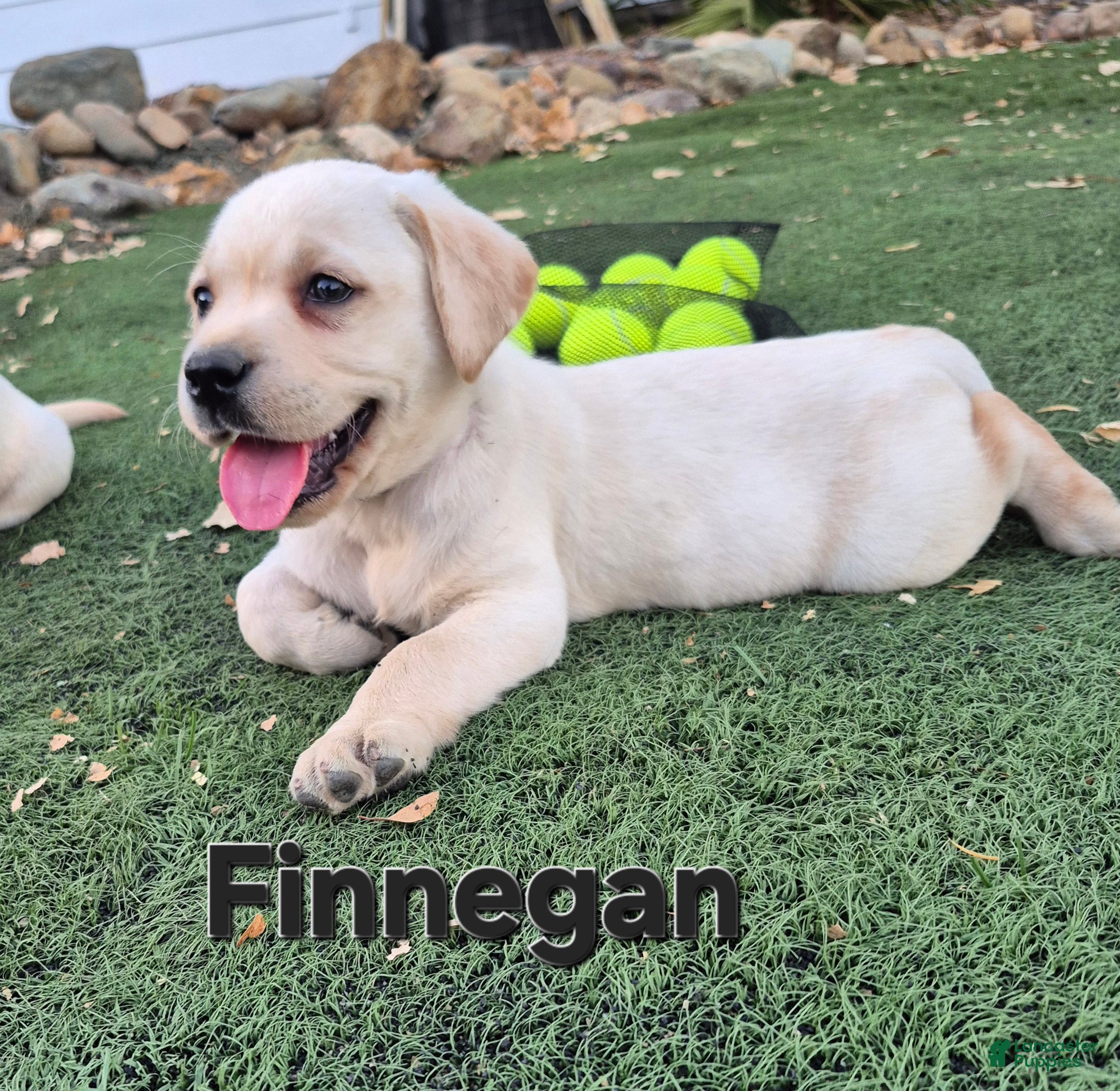 Labrador Retriever dogs Finnegan - Ad 2