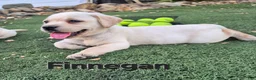 Labrador Retriever dogs for sale: Finnegan - Ad 2