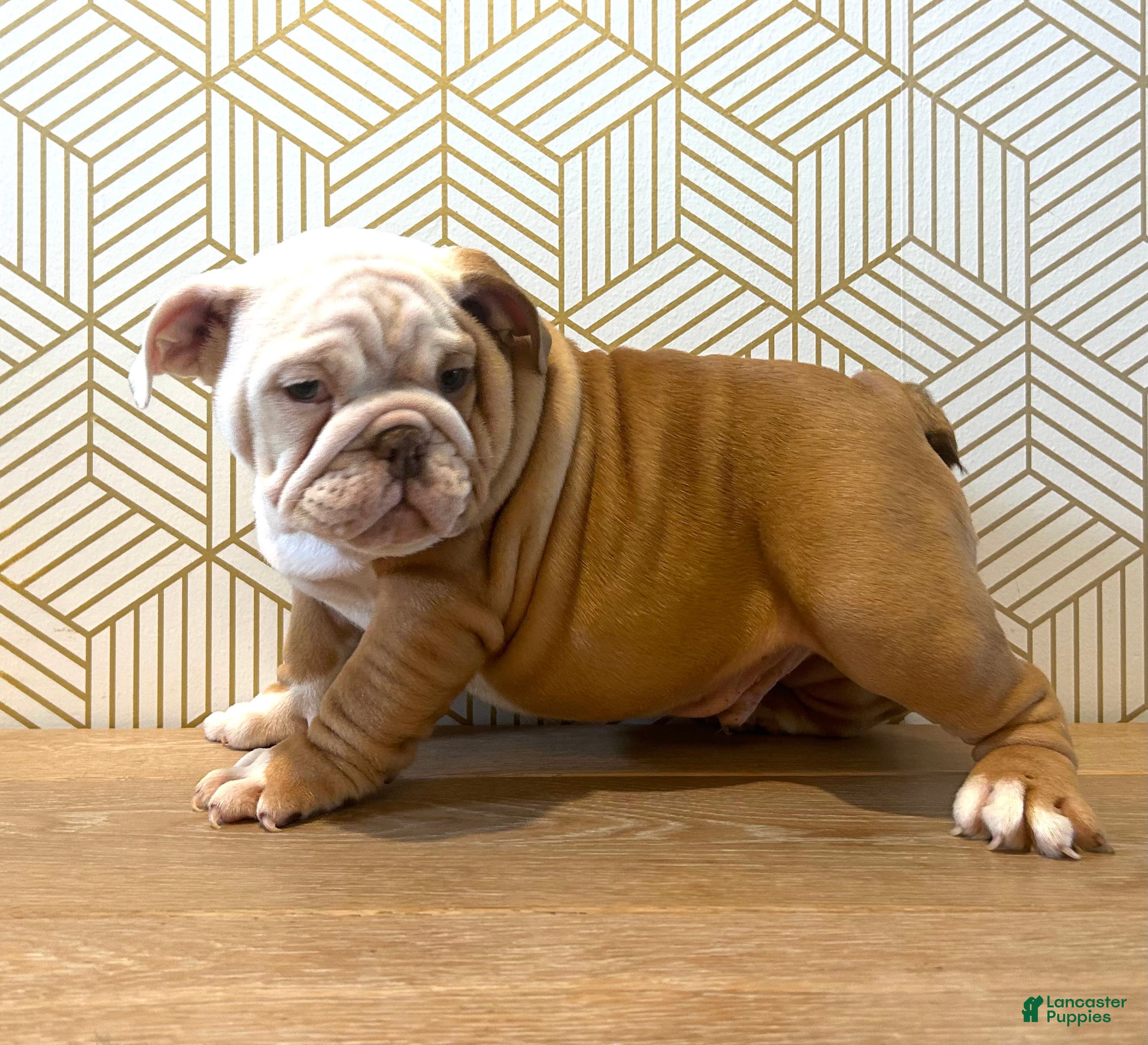 English Bulldog dogs Theo - Ad 24