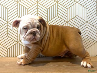 English Bulldog dogs Theo - Ad 24