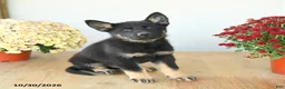 Mixed Breed dogs for sale: Granger - Ad 3