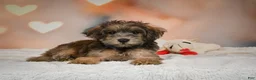 Yorkiepoo dogs for sale: Buttercup - Ad 4