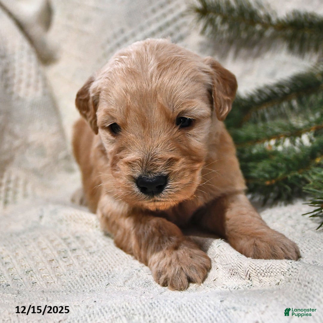 Goldendoodle dogs for sale: Bowser - Ad 1