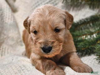 Goldendoodle dogs Bowser - Ad 32