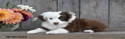 Aussiedoodle dogs for sale: Terry - Ad 5