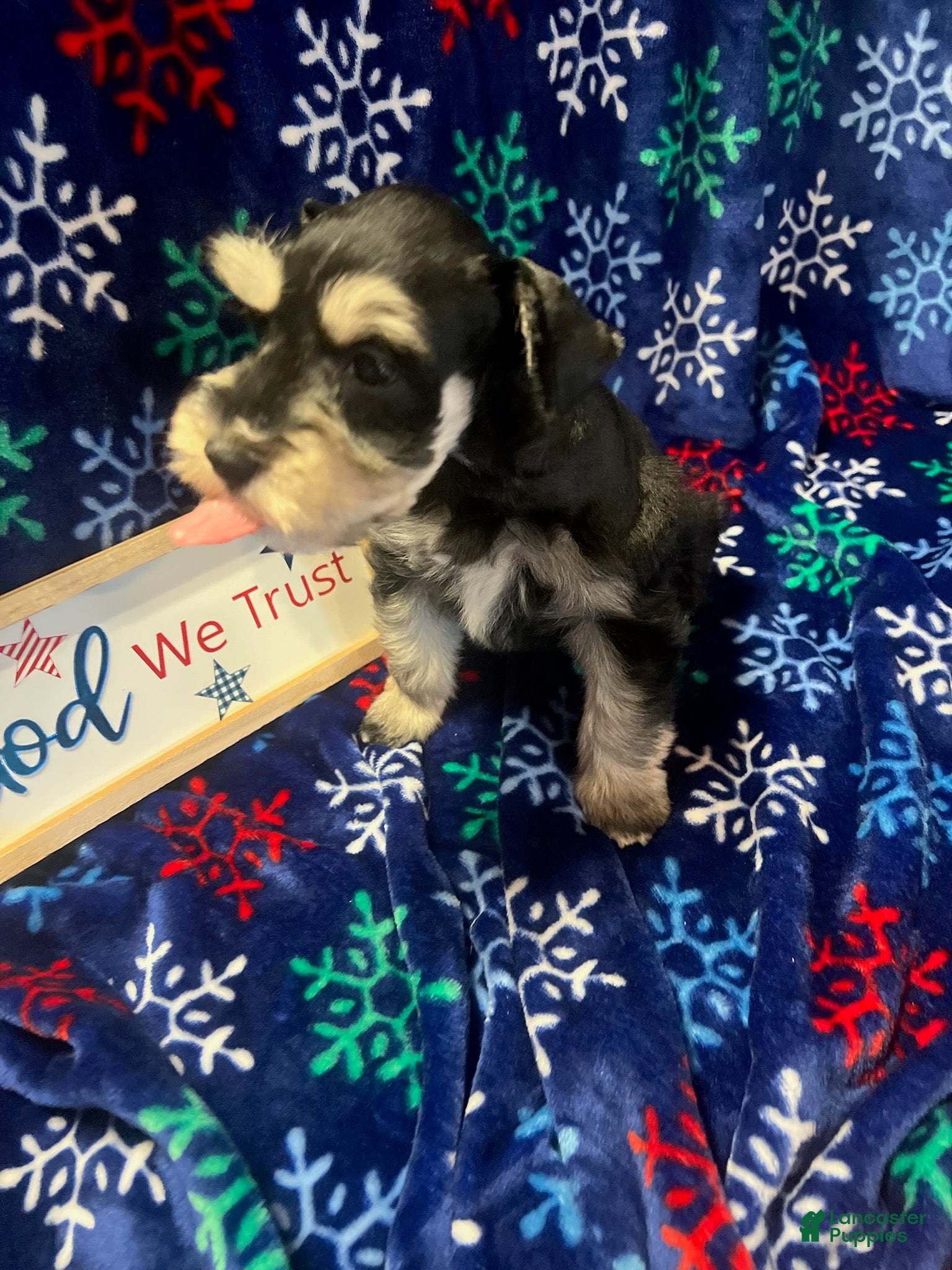 Miniature Schnauzer dogs for sale: Billy (Black phantom) - Ad 2