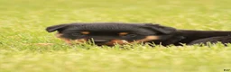 Rottweiler dogs for sale: Shasta - Ad 2