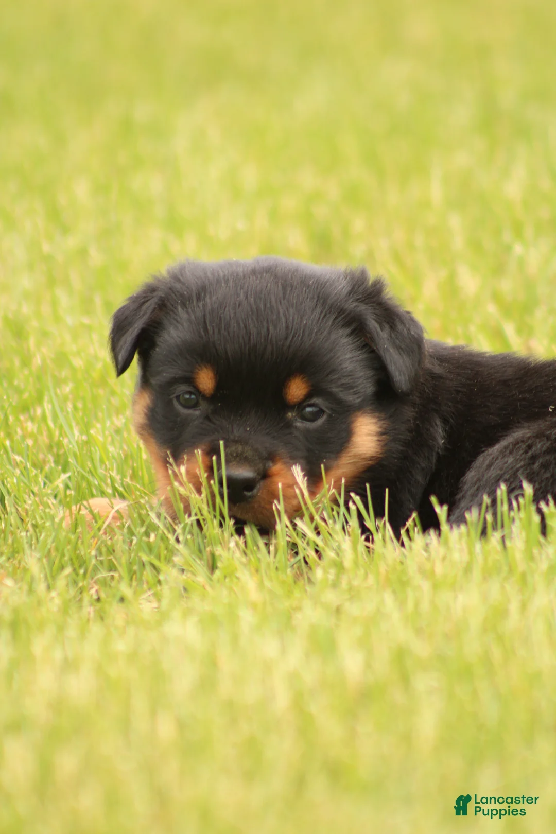 Rottweiler dogs for sale: Shasta - Ad 2
