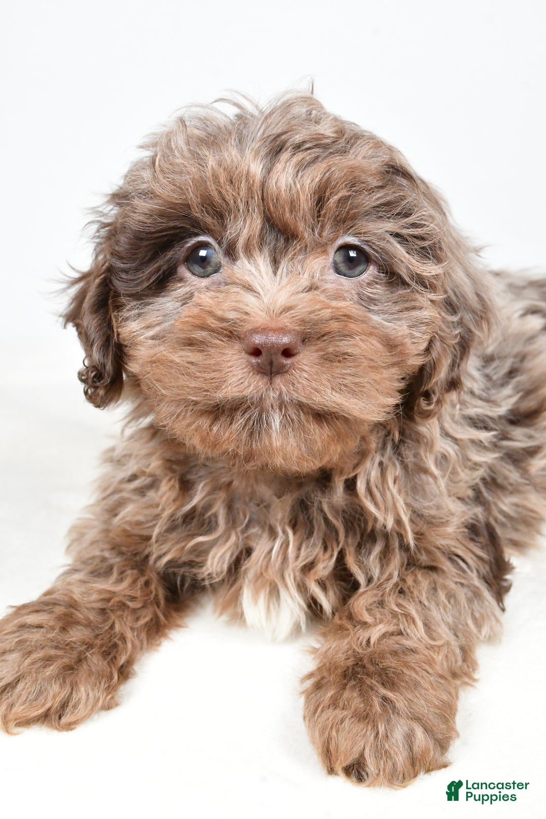 Shihpoo dogs for sale: Jodi - Ad 3