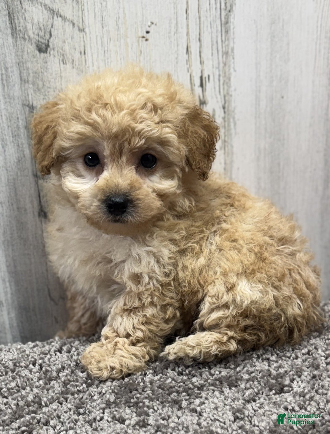 Miniature Poodle dogs for sale: Cookie - Ad 5