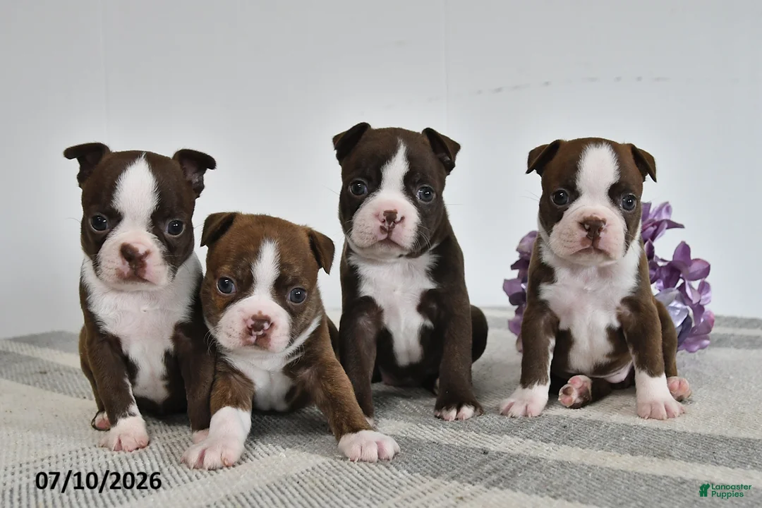 Boston Terrier dogs for sale: Gilbert - Ad 2
