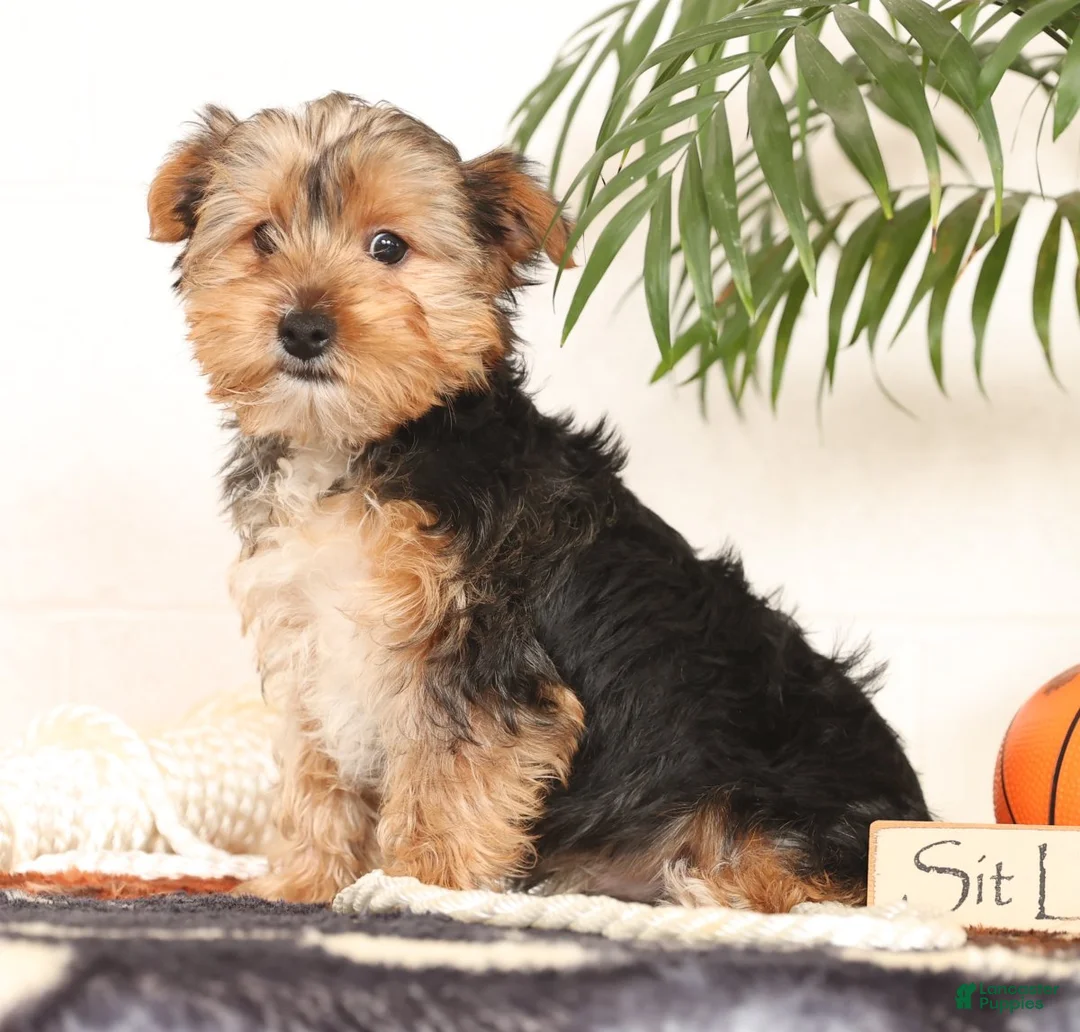 Yorkshire Terrier dogs for sale: Kato - Ad 4
